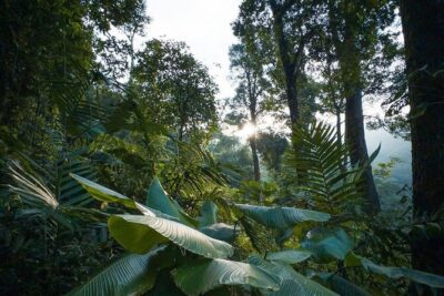 Quetzal Quest Birdwatching Adventure at Rey Tepepul Lookout