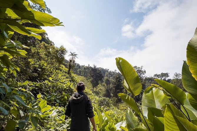 Quetzal Quest Birdwatching Adventure at Rey Tepepul Lookout - A private tour with two guides
