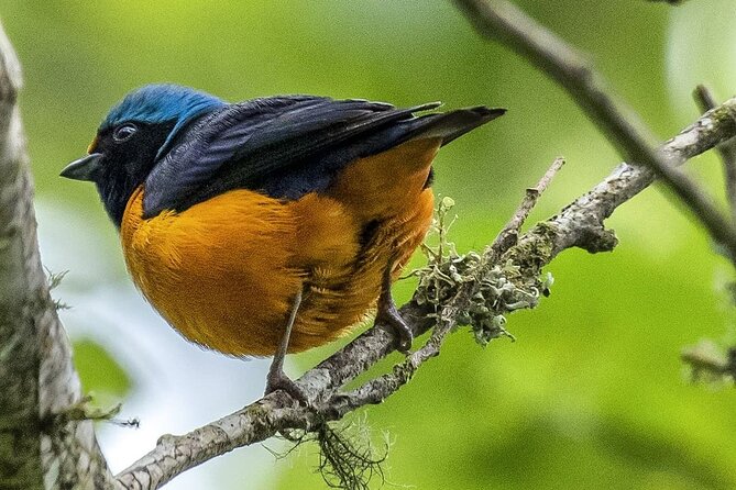 Quetzal Quest Birdwatching Adventure at Rey Tepepul Lookout - What the $110 price includes