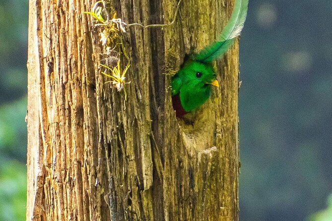 Quetzal Quest Birdwatching Adventure at Rey Tepepul Lookout - The best months for a quetzal sighting