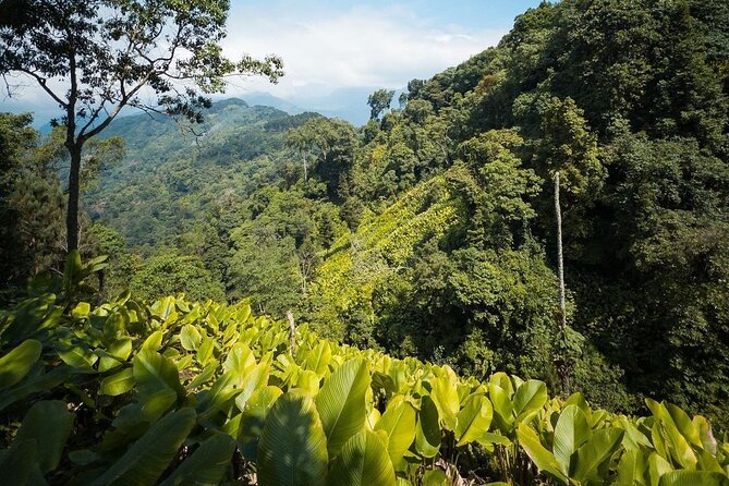 Quetzal Quest Birdwatching Adventure at Rey Tepepul Lookout - What makes the experience rewarding