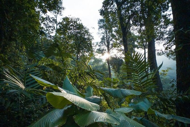 Quetzal Quest Birdwatching Adventure at Rey Tepepul Lookout - Three hours in the Rey Tepepul cloud forest