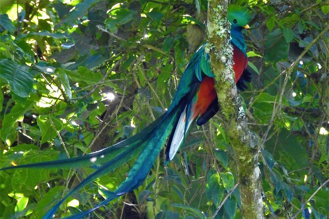 Quetzal tour on lake atitlan - Why this Lake Atitlan birding trip works