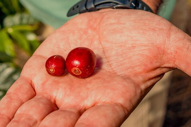 The Perfect Coffee Tour in Guatemala City: Class with a Barista + City Tour - San Martín brings coffee into everyday city life
