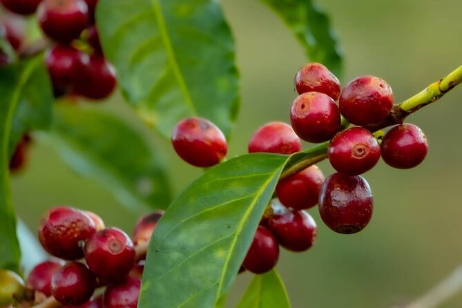 The Perfect Coffee Tour in Guatemala City: Class with a Barista + City Tour - Guatemala City’s Historic Center adds a visual second half