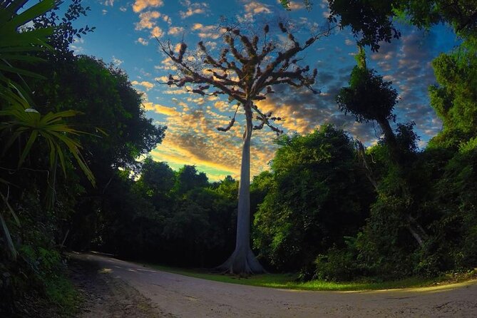 Tikal Day Tour From San Ignacio Belize - Temple IV and the forest above the trees