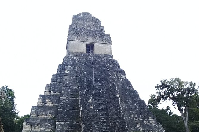 Tikal Day Tour with Pick-up from Flores - Nature and birds beside the ruins