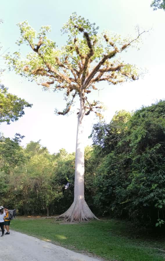 Tikal From Flores: With Transportation Lunch and Local Guide - Lunch, drinks, and the value of $90
