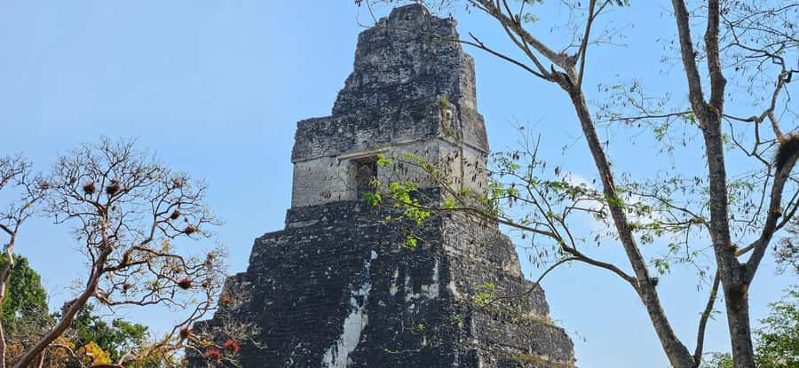 Tikal from Hotel Camino Real El Remate - All Inclusive - Temple IV and the high points of Tikal