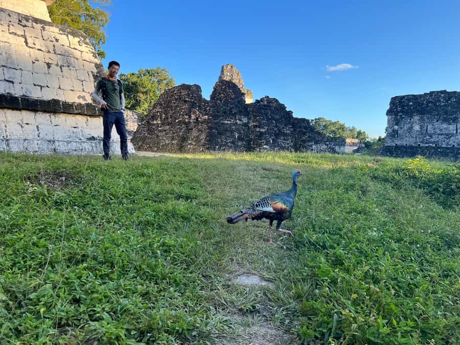 Tikal Full Day with Dedicated Exploration of the Monuments - Temple IV and the Star Wars connection
