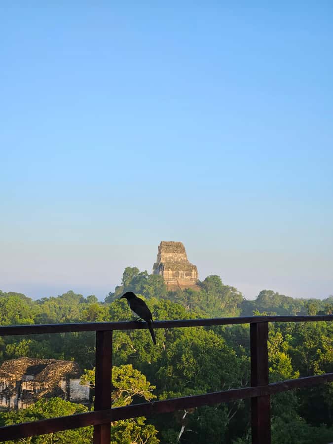 Tikal Guatemala desde Flores o Aeropuerto Mundo Maya - Arriving at Mundo Maya Airport