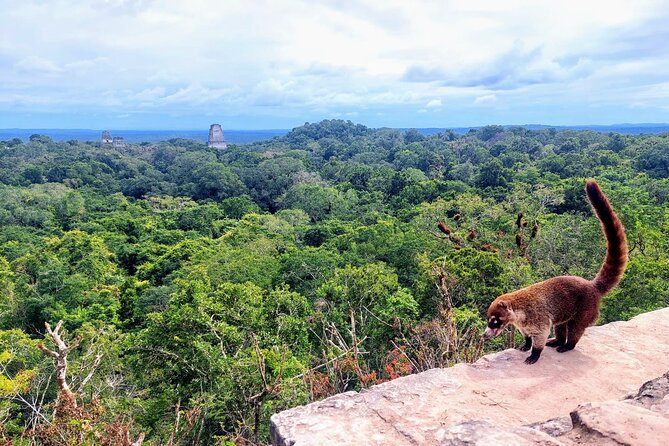 Tikal Private Tour From San Ignacio Belize with Lunch Included - Key points at a glance