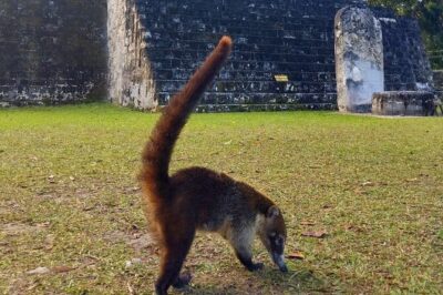 Tikal Private Tour From San Ignacio Belize with Lunch Included