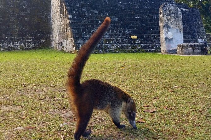 Tikal Private Tour From San Ignacio Belize with Lunch Included - Entering Tikal National Park
