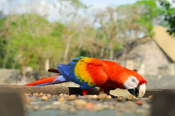 Tikal Shared Experience: Flight from the City + One Day Tour - Three hours among Tikal’s pyramids and temples