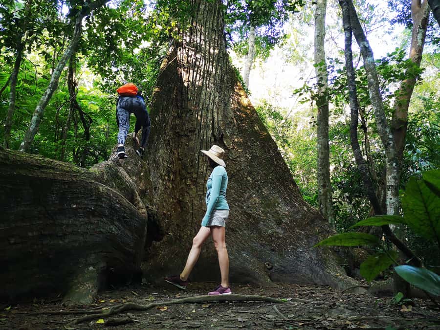 Tikal Sunrise, Archeological focus and Wildlife Spotting - Key points to know before you book