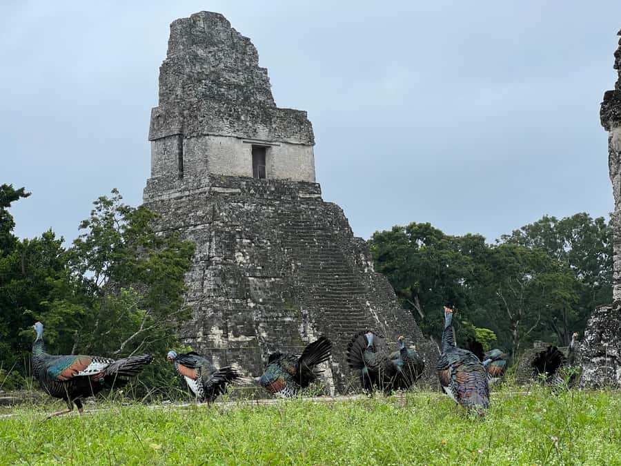 Tikal Sunset, Archeological focus and Wildlife Spotting - Palace of Grooves and the story of royal ambition