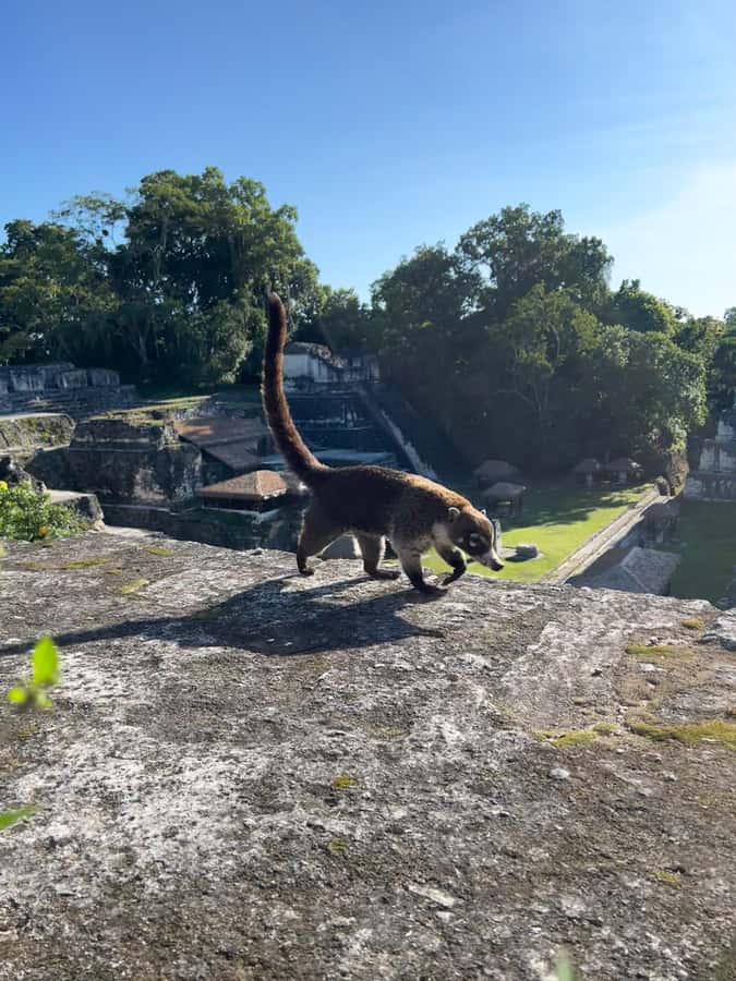Tikal Sunset, Archeological focus and Wildlife Spotting - Seven Temples Square and the number thirteen