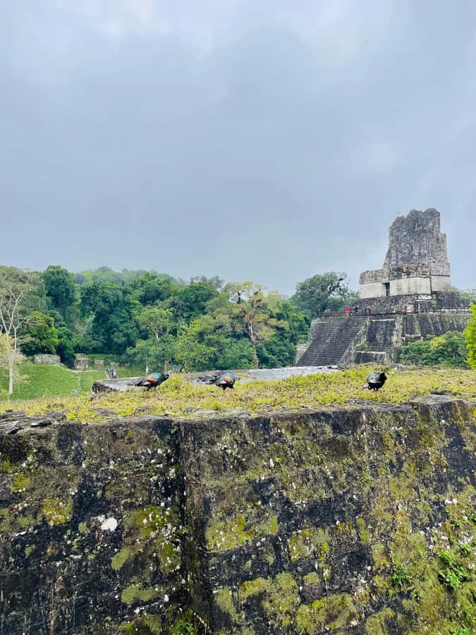 Tikal Sunset Experience: Archaeological Tour + Sunset Views - Sunset from the ancient temples
