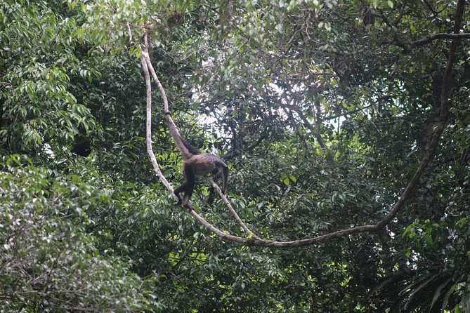 Tikal Tour From Flores, airport and Tikal hotels in Guatemala - Climbing, walking, and taking in the scale