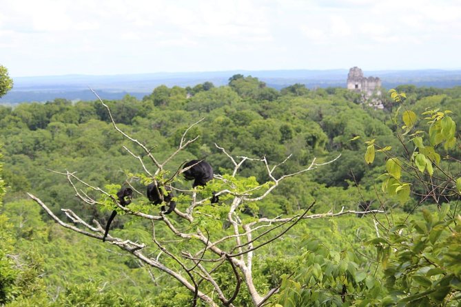 Tikal VIP Exclusive Tour All inclusive from Flores Guatemala - Entering Tikal National Park around 8:30 a.m.