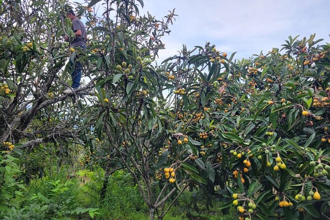 Wine and Chocolate Tour in Antigua - From harvested fruit to artisan wine