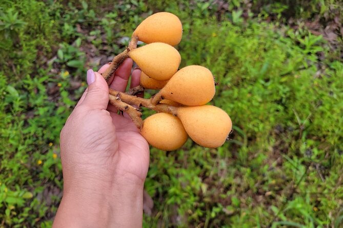 Wine and Chocolate Tour in Antigua - Cutting nispero fruit on a mountain plot