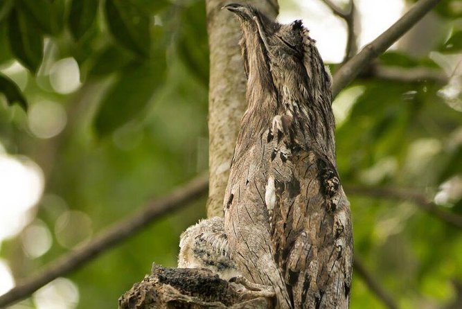 Yaxha VIP All-Inclusive Private Tour from Flores Guatemala - The 7:30 a.m. pickup from Flores